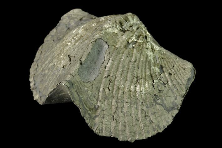 Pyrite Replaced Brachiopod (Paraspirifer) Fossil - Ohio #135560